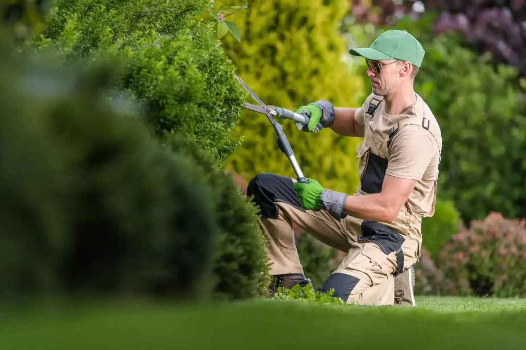 A person trimming a hedge in a garden as part of RSM Property Solutions Garden Maintenance Services.