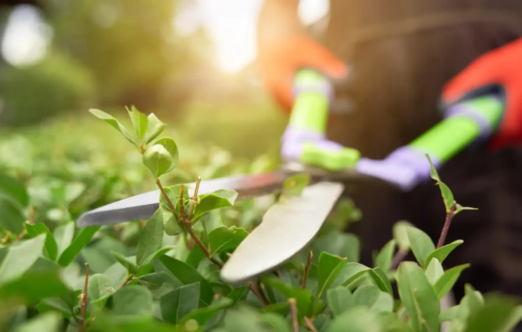 The image is of a pair of clippers trimming a hedge. This is to illustrate the importance of garden maintenance, which RSM Property Solutions offers as a service.